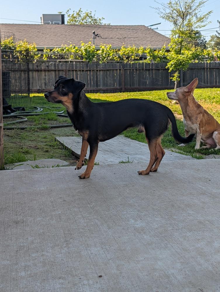 Enlarge Wolf, a Adoptable mixed breed in Roseville, CA image 4/4