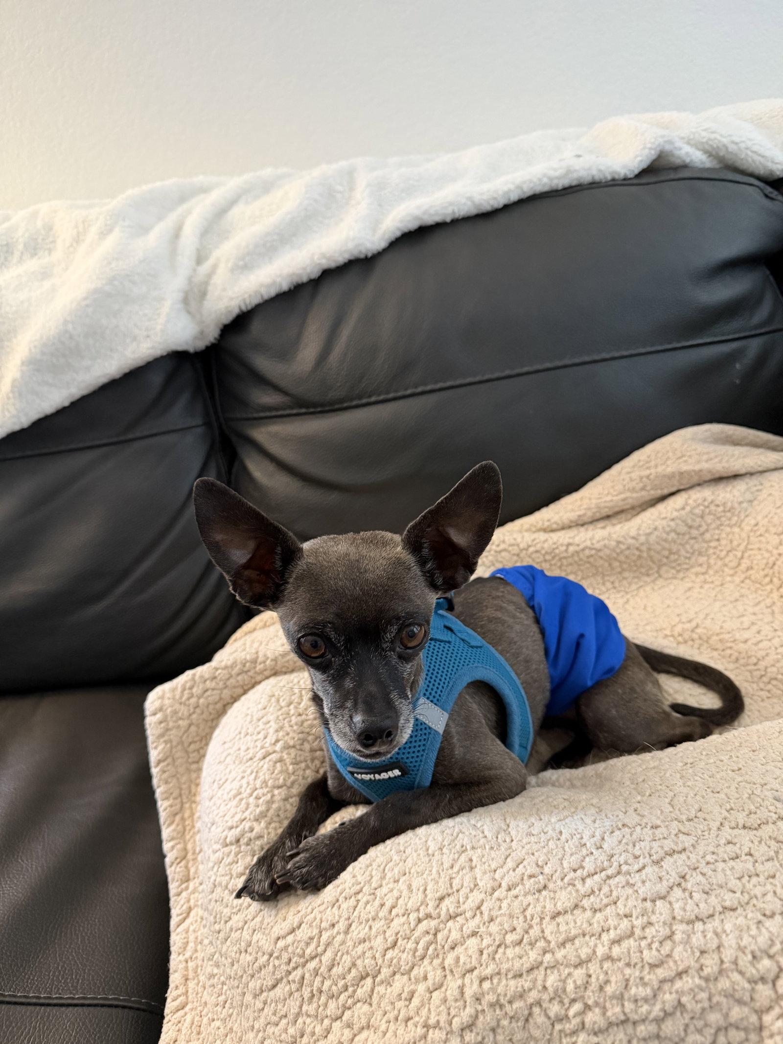 Chris #1, Adoptable, Adult Male Chihuahua & Shih Tzu.