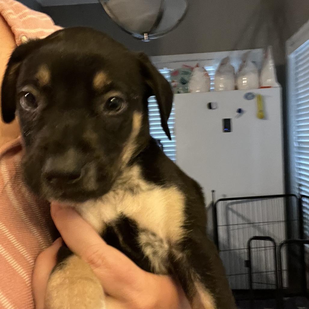 Remy-Red Collar, Adoptable, Puppy Male Mountain Cur & Cattle Dog.