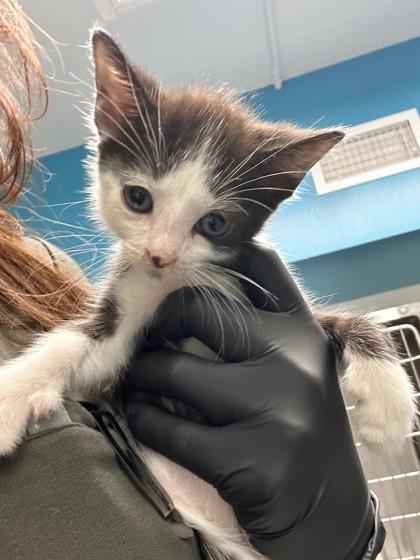 Major Tom, Adoptable, Kitten Male Domestic Short Hair & Domestic Short Hair.