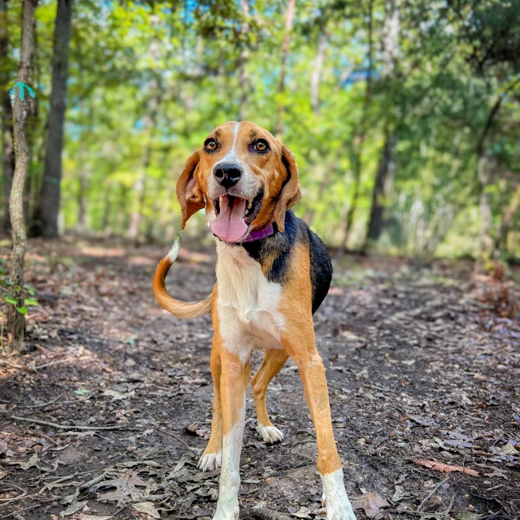 Mystic, Adoptable, Adult Male Hound.