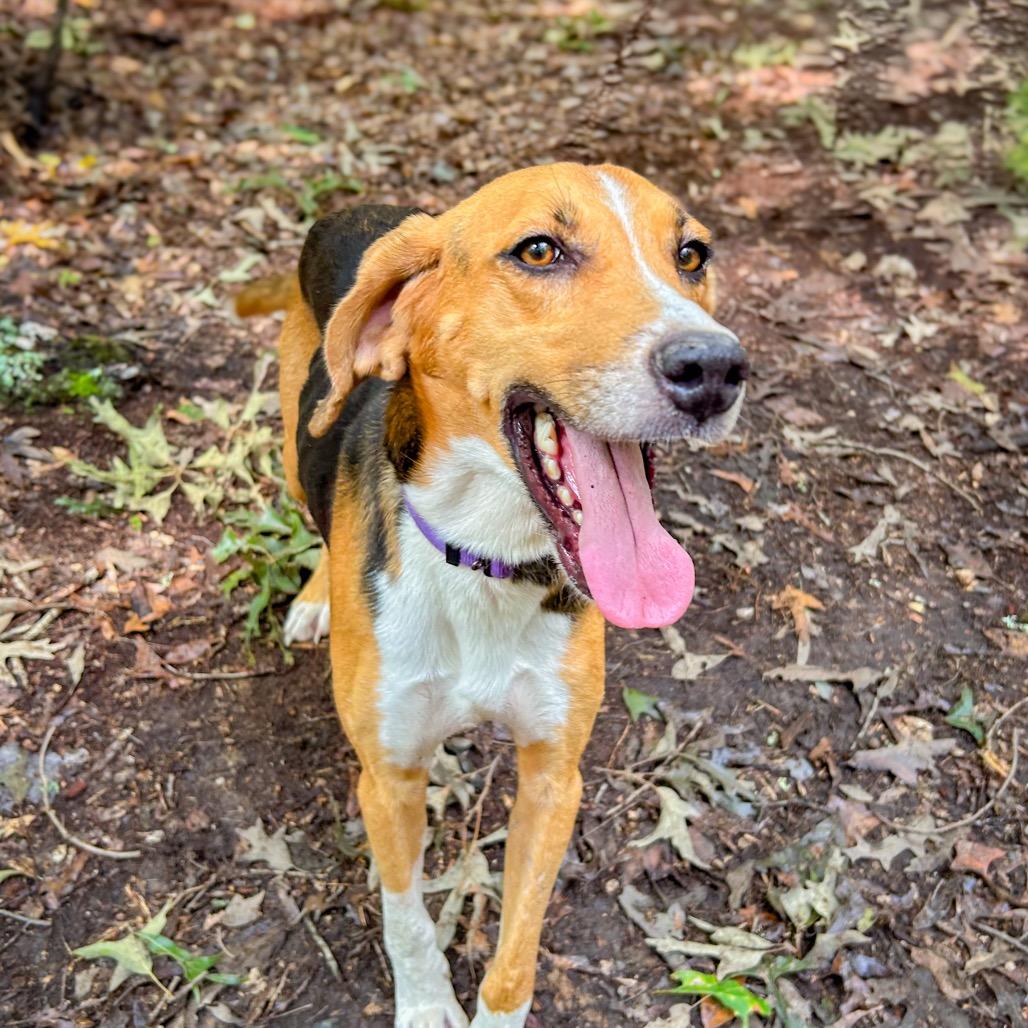 Enlarge Mystic, a Adoptable Hound in Troy, VA image 2/6