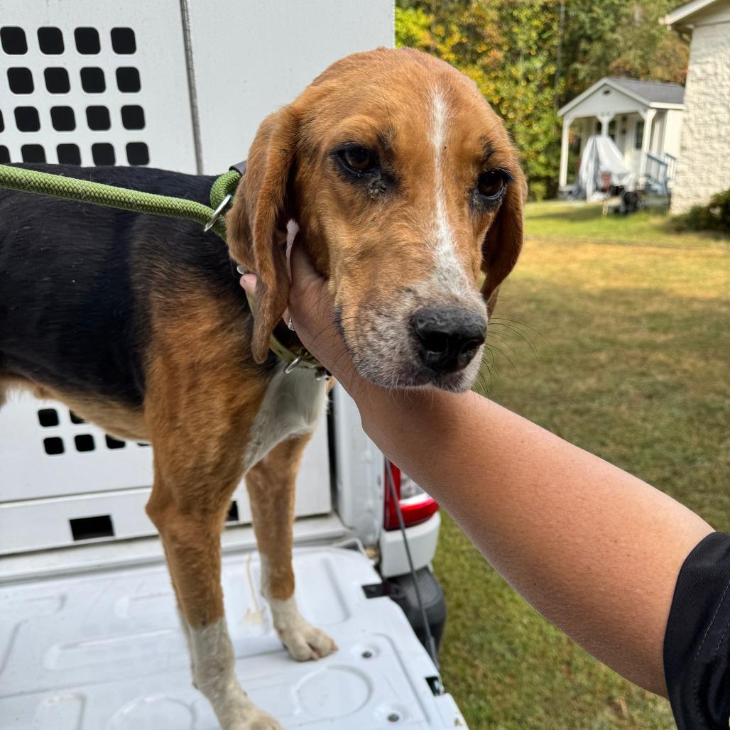 Enlarge Mystic, a Adoptable Hound in Troy, VA image 3/6