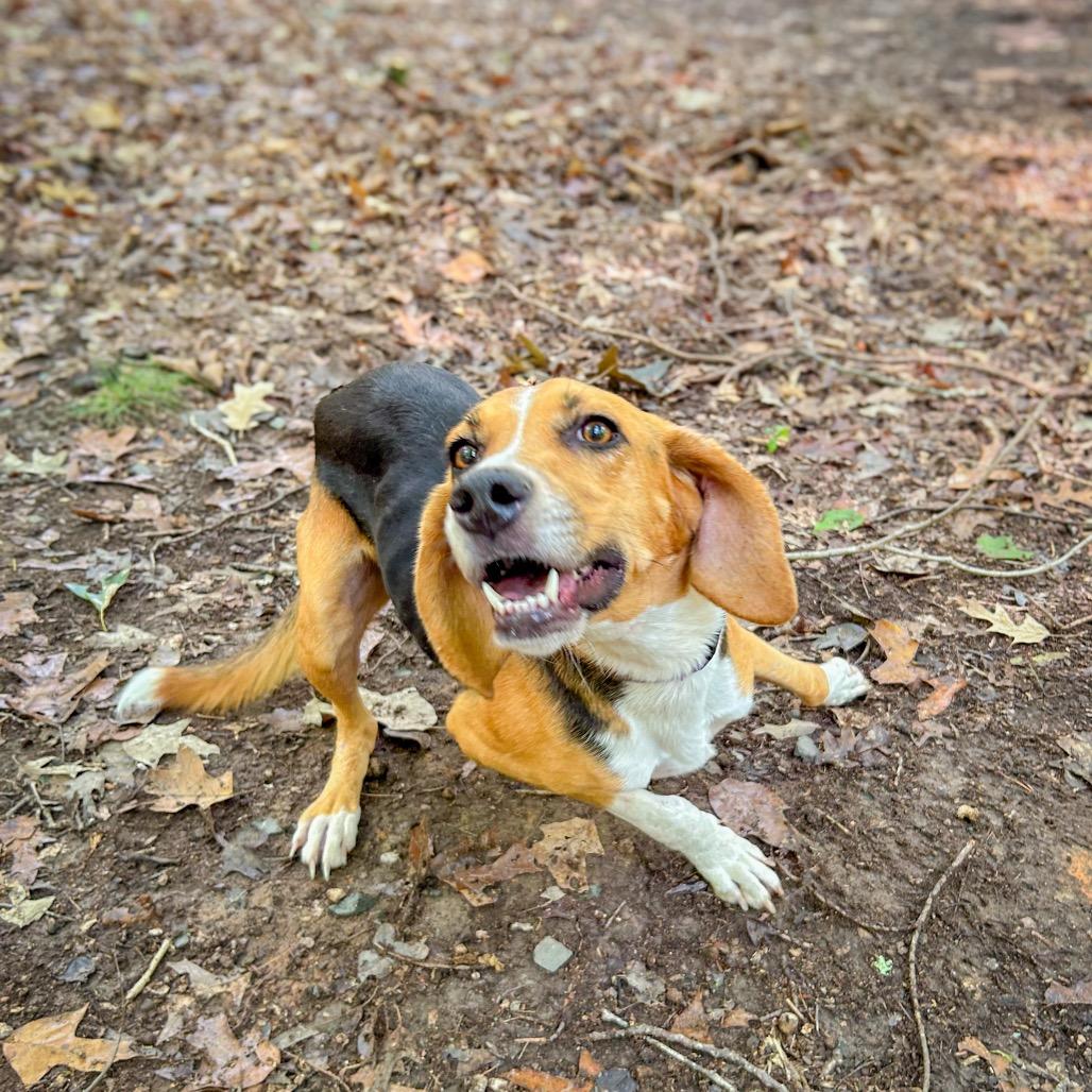 Enlarge Mystic, a Adoptable Hound in Troy, VA image 4/6