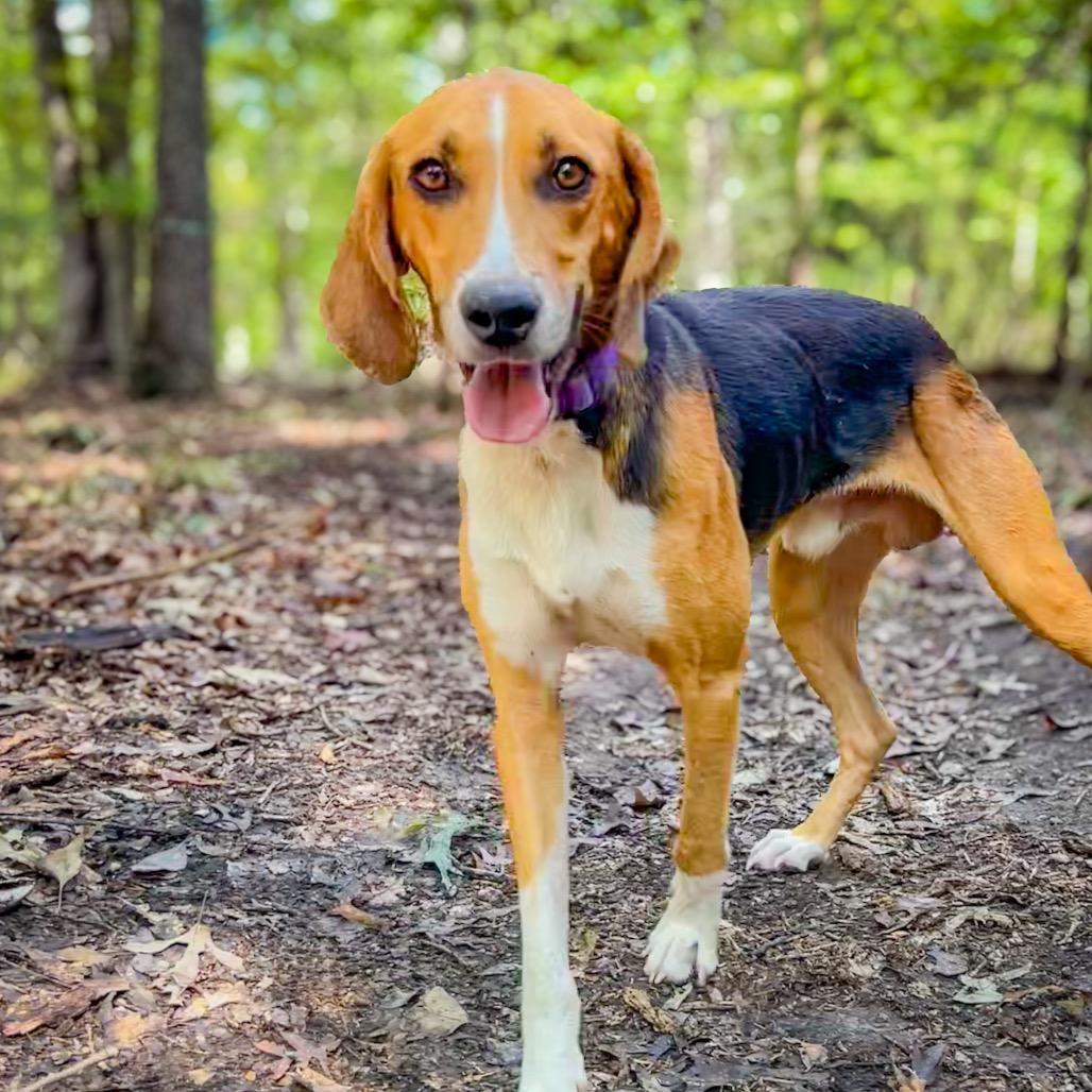 Enlarge Mystic, a Adoptable Hound in Troy, VA image 5/6