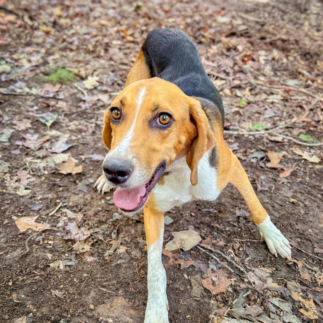 Enlarge Mystic, a Adoptable Hound in Troy, VA image 6/6