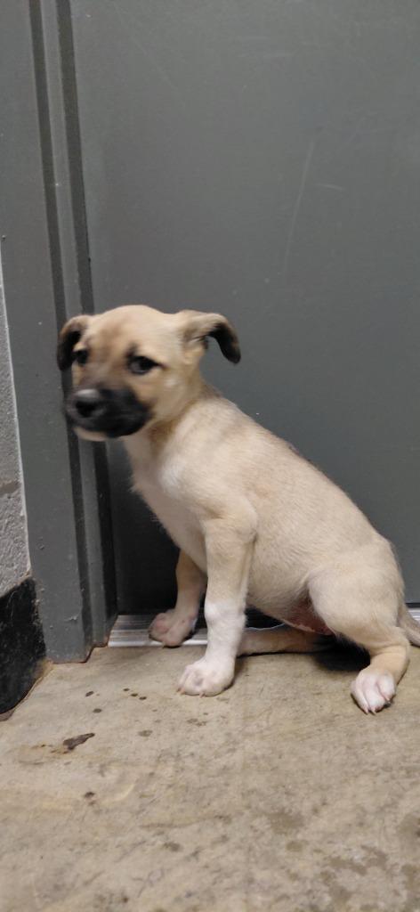 Enlarge Naomi, a Adoptable Mixed Breed in Henderson, NC image 1/1