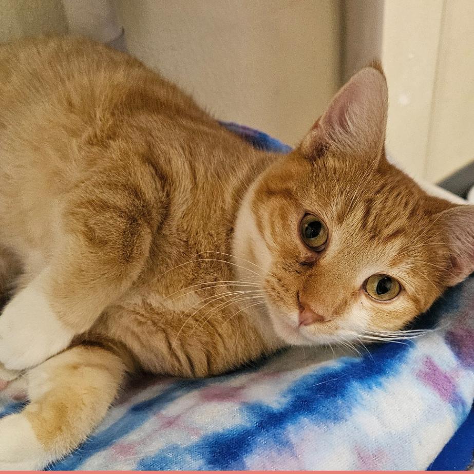 Petee, a Adoptable Domestic Short Hair in Lakewood, CO image 2/6