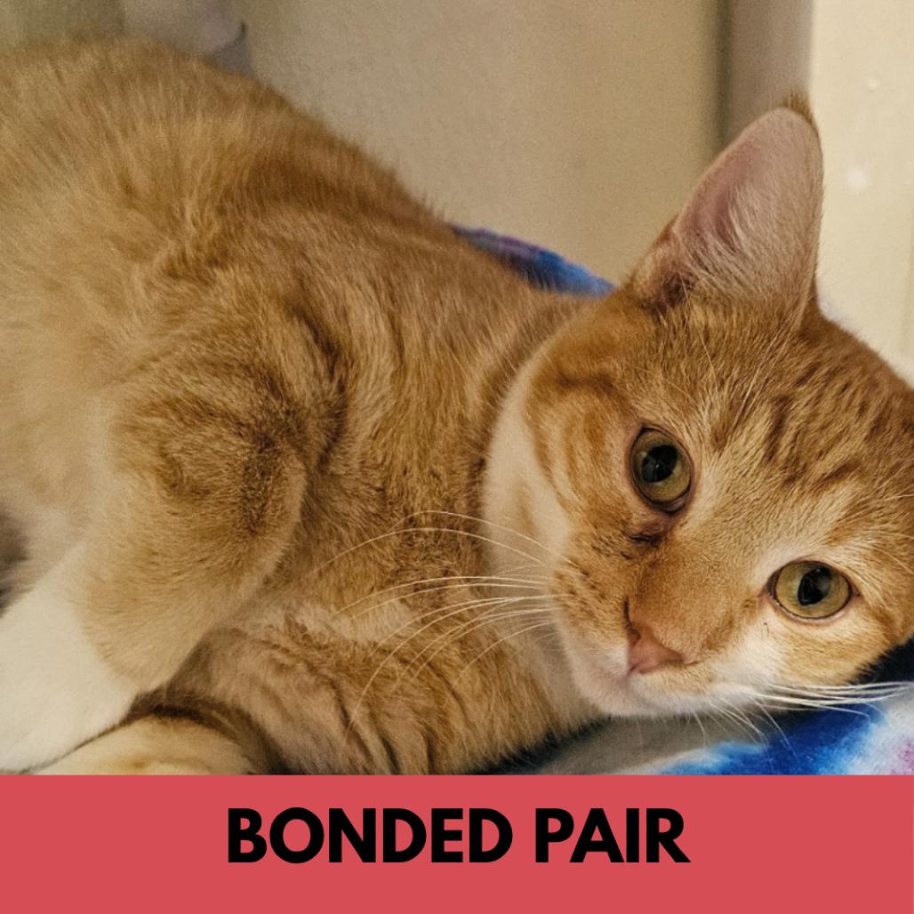 Petee, a Adoptable Domestic Short Hair in Lakewood, CO image 3/6