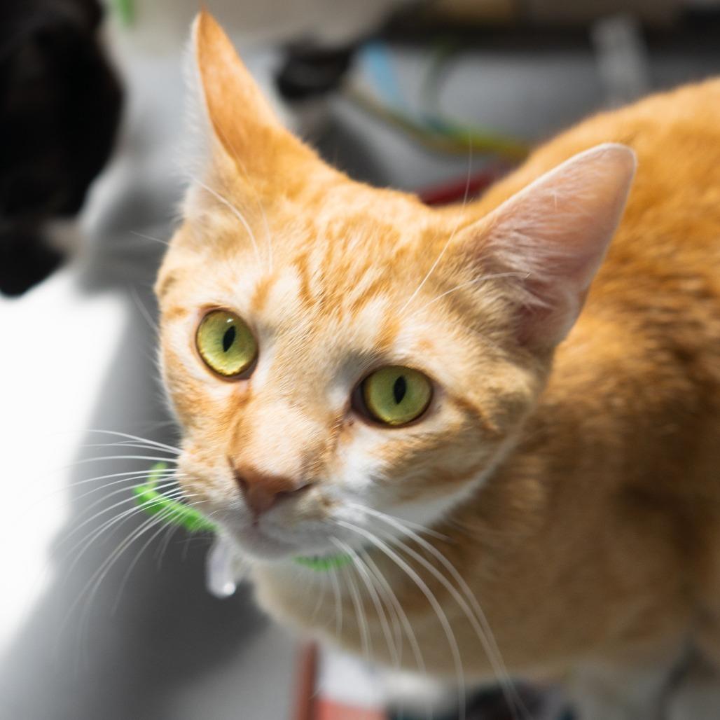 Petee, a Adoptable Domestic Short Hair in Lakewood, CO image 5/6