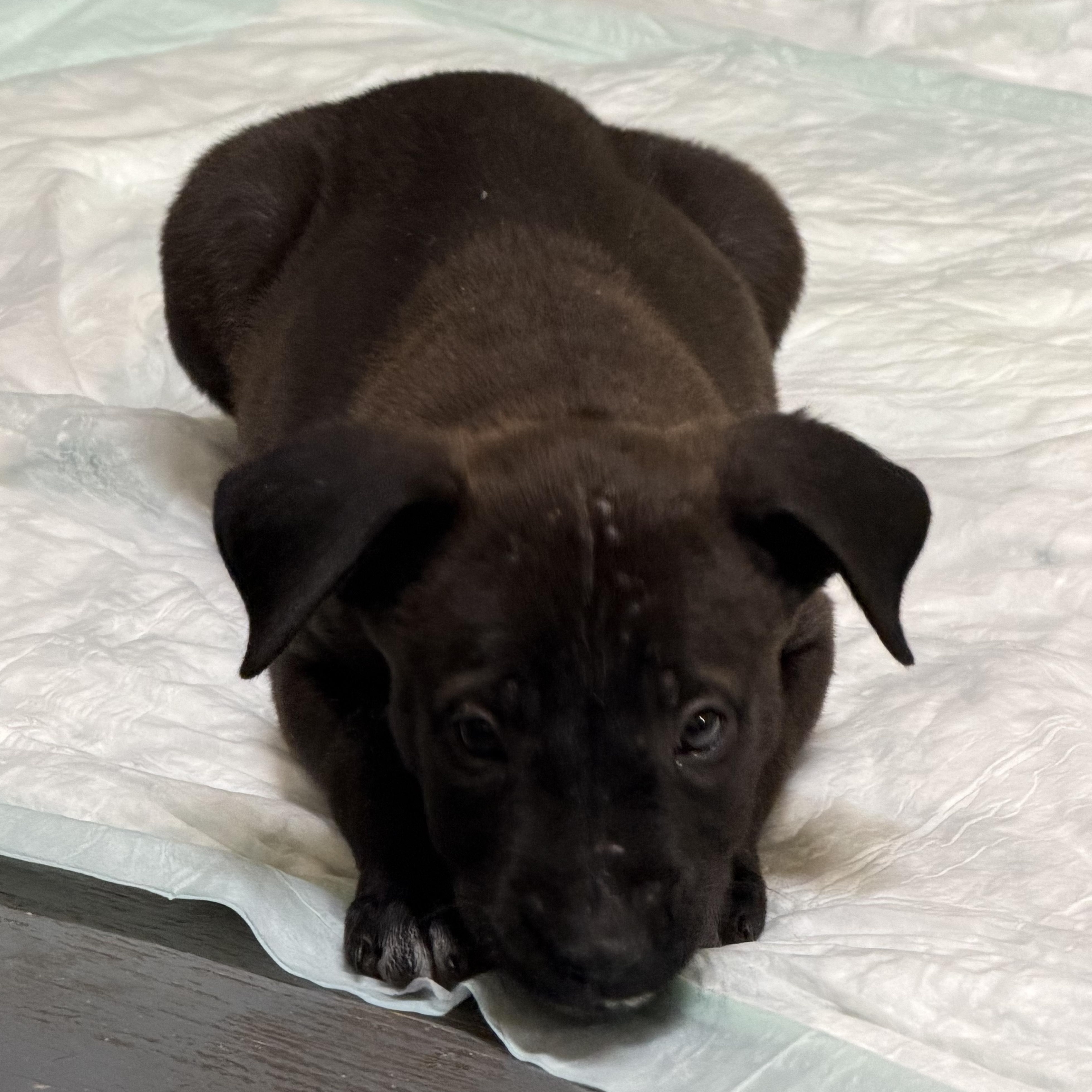 Enlarge Luke, a Adoptable mixed breed in Mission, TX image 2/6