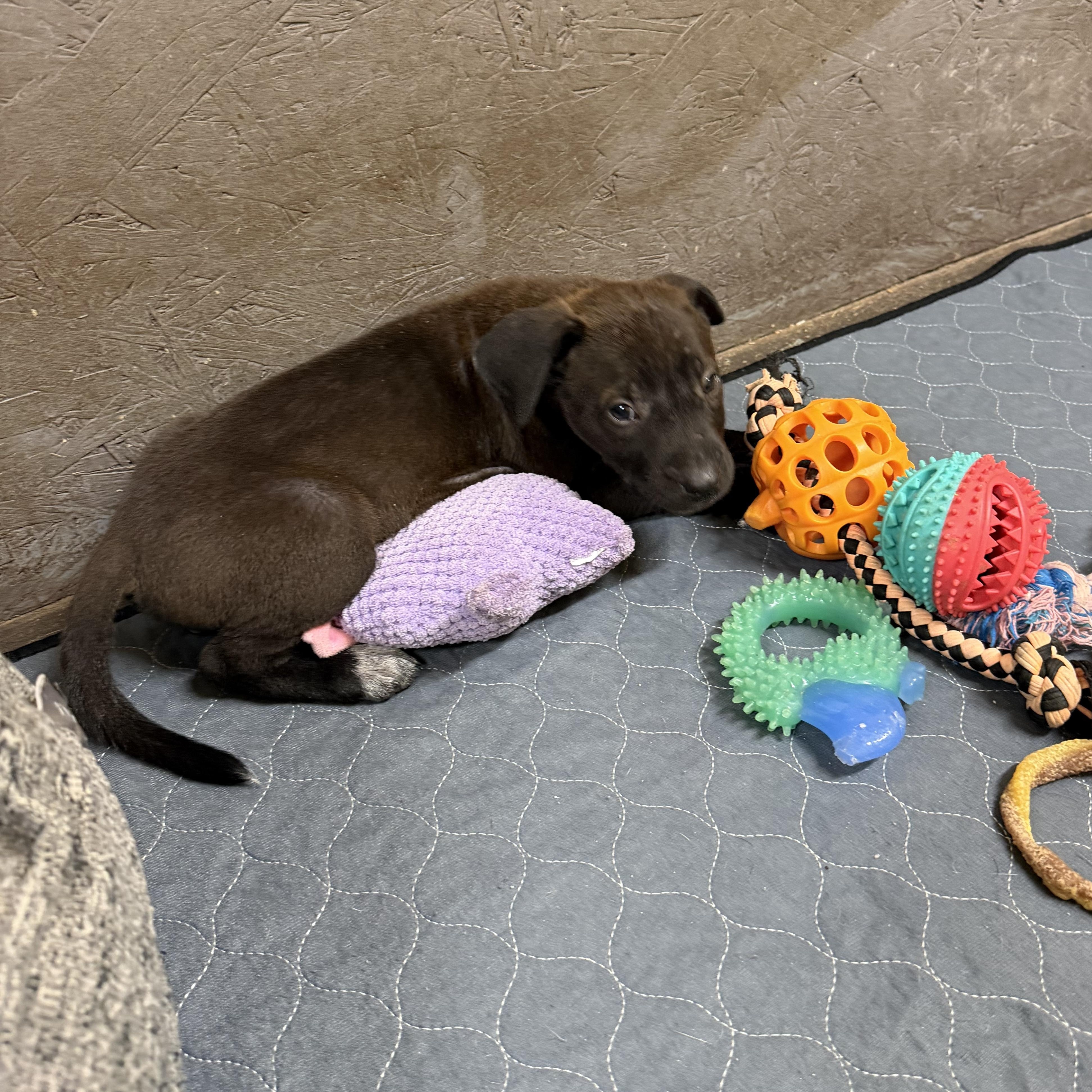 Enlarge Luke, a Adoptable mixed breed in Mission, TX image 5/6