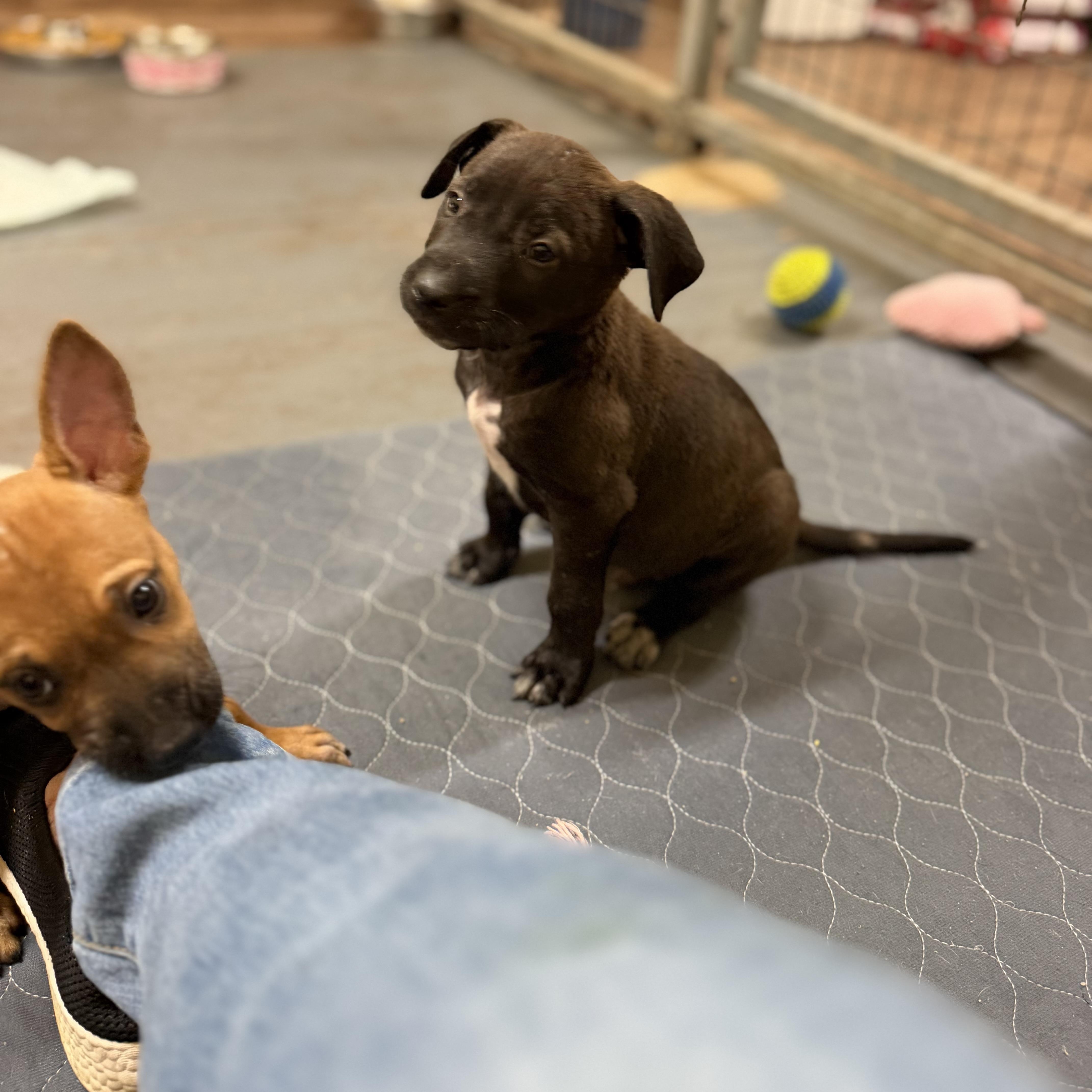 Enlarge Luke, a Adoptable mixed breed in Mission, TX image 3/6