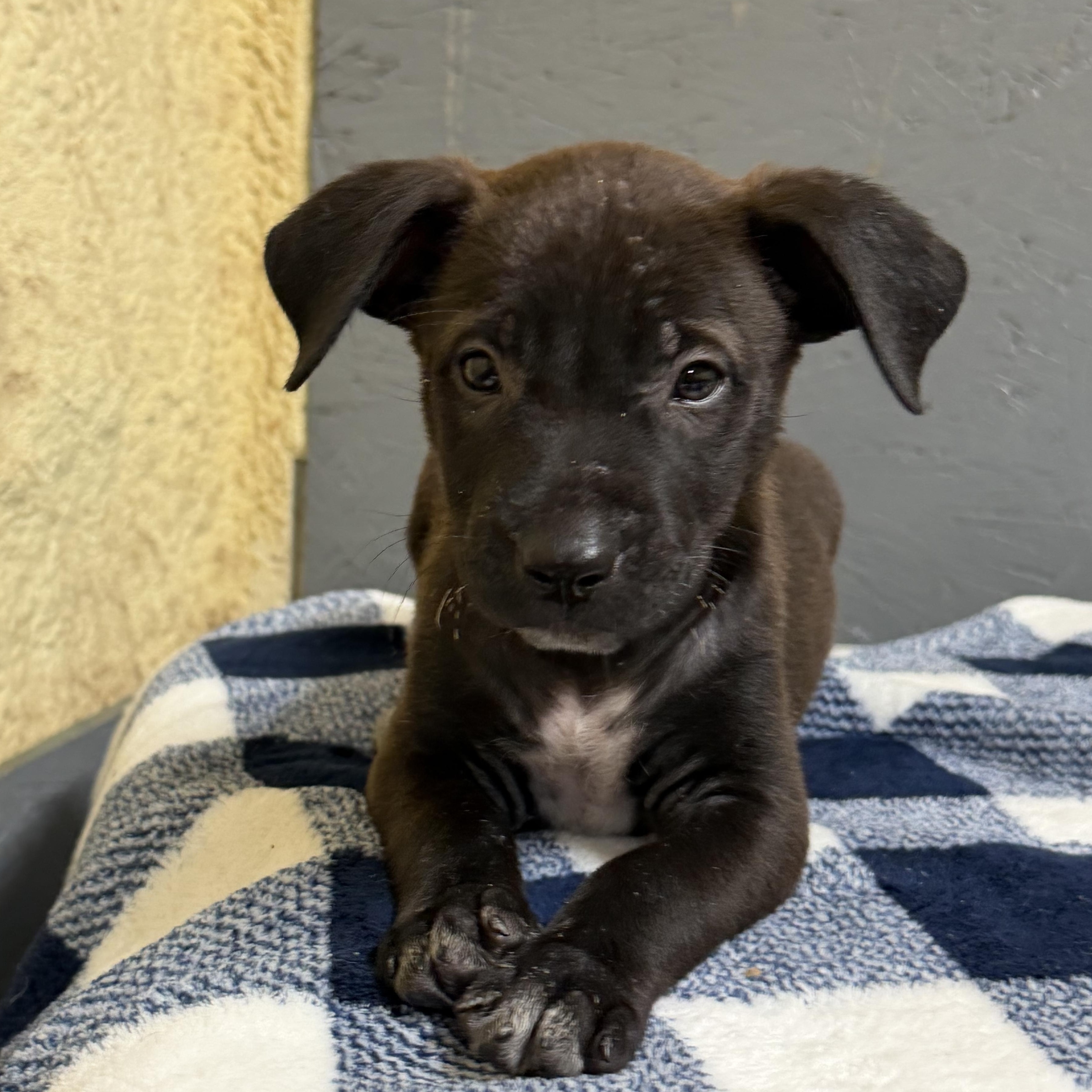 Luke, Adoptable, Puppy Male Mixed Breed & Black Mouth Cur.