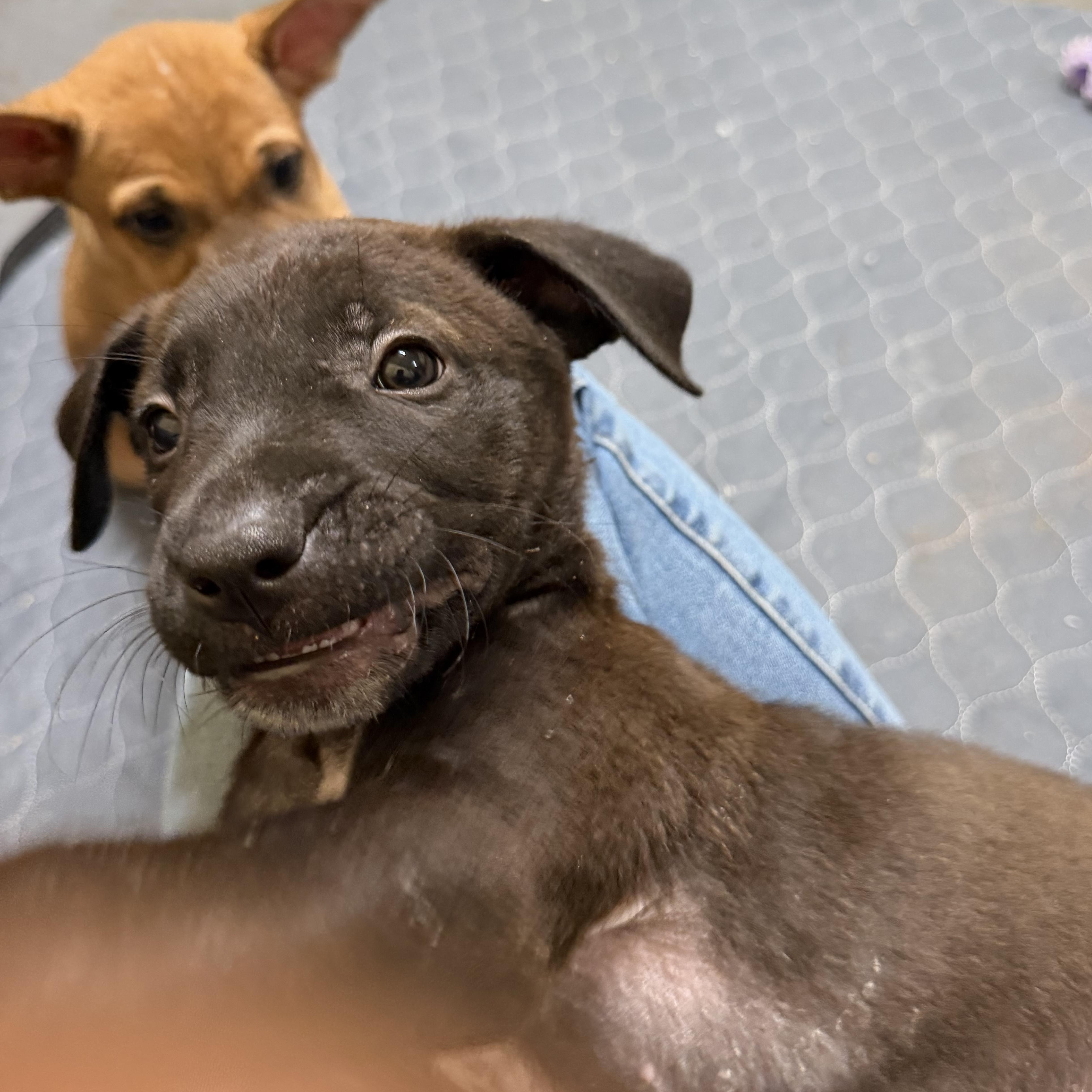 Enlarge Luke, a Adoptable mixed breed in Mission, TX image 4/6