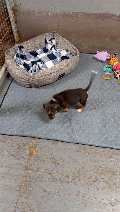 Enlarge Luke, a Adoptable mixed breed in Mission, TX video 6/6