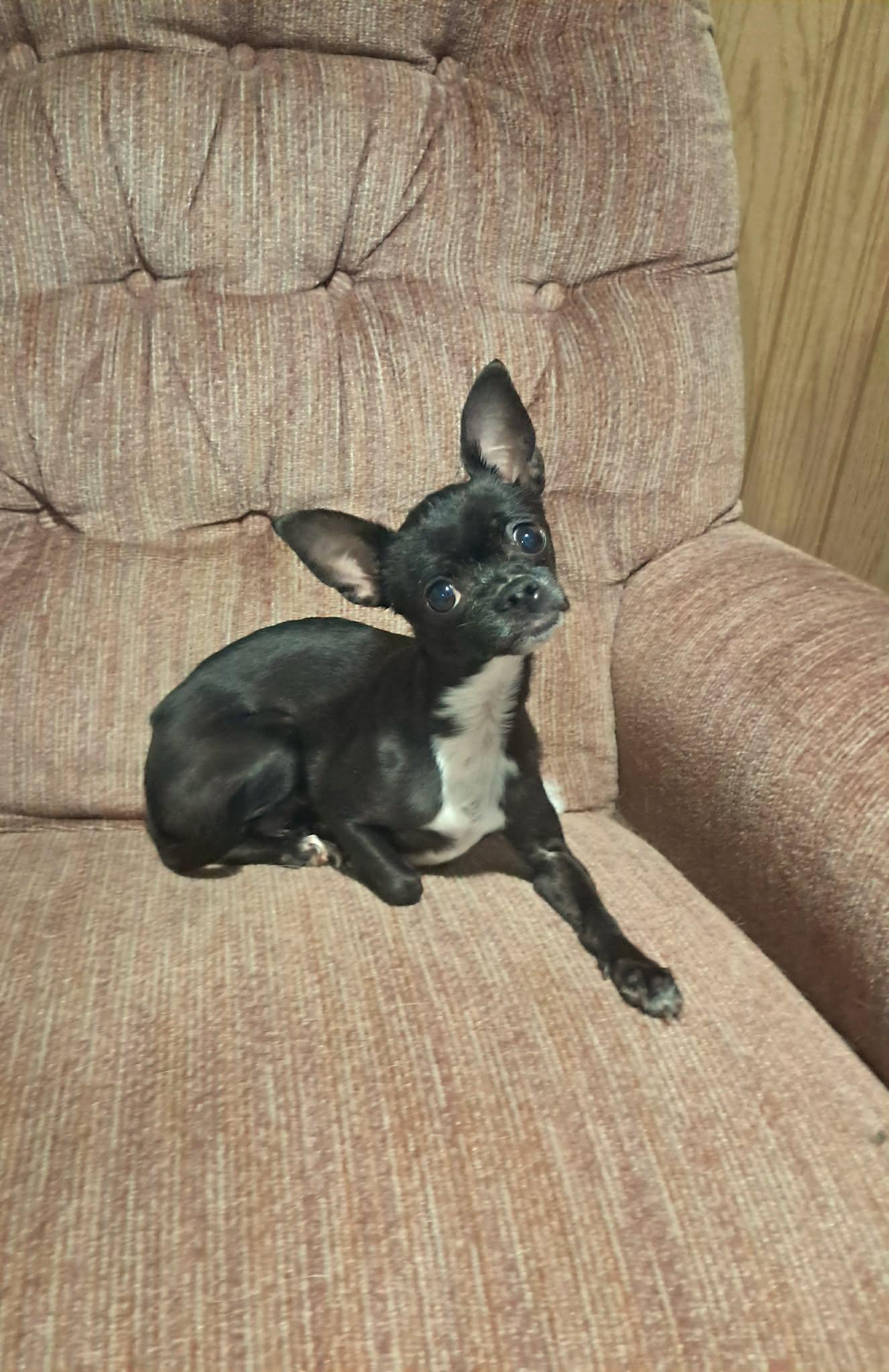 Nimble, Adopted, Senior Female Chihuahua.