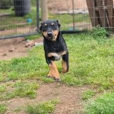 Rella, Adoptable, Young Female Terrier & Mixed Breed.