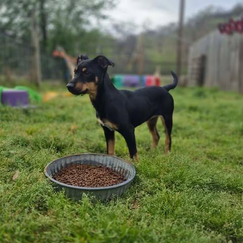 Enlarge Rella, a Adoptable mixed breed in Dover, AR image 2/3