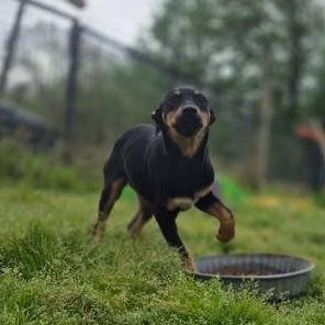Enlarge Rella, a Adoptable mixed breed in Dover, AR image 3/3