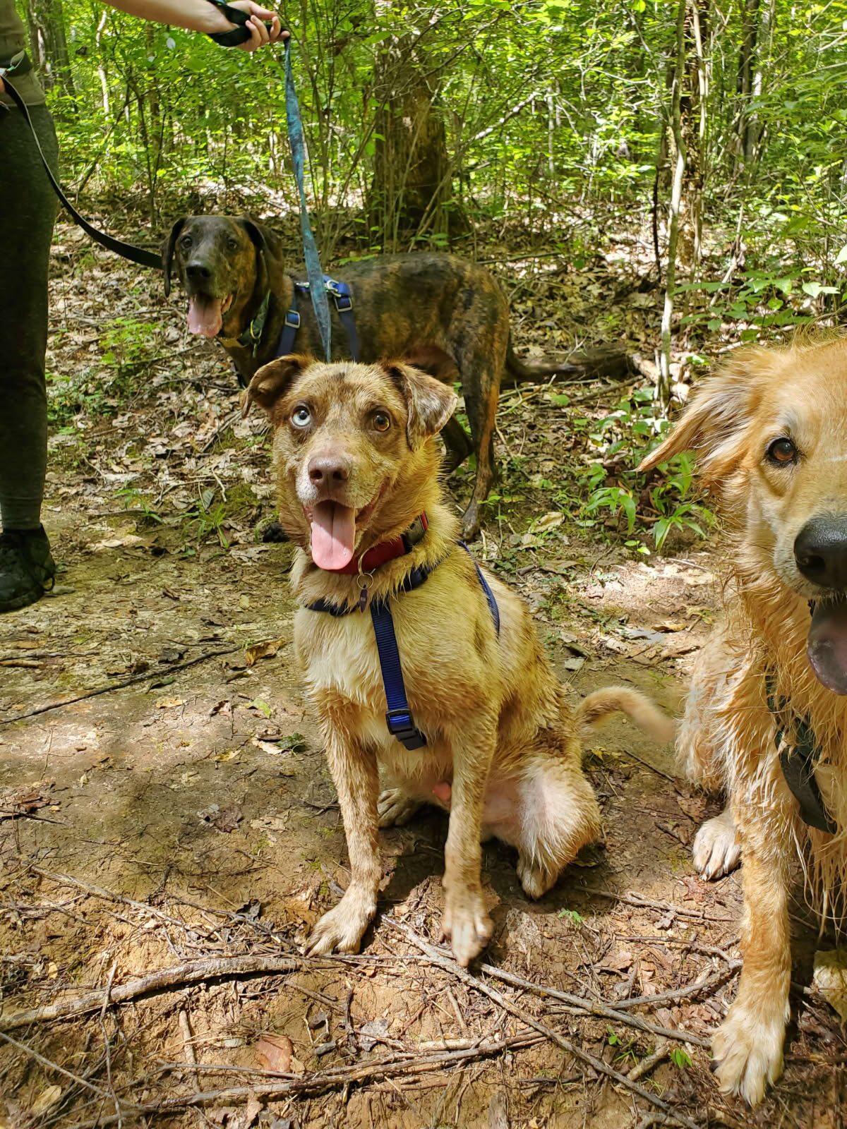 Koda, a Adoptable mixed breed in Olive Branch, MS image 3/5