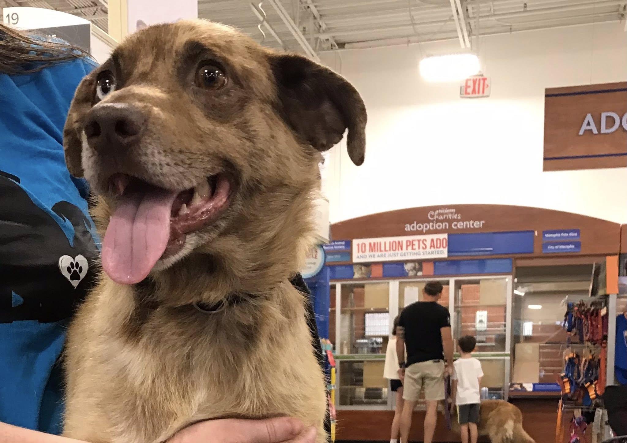 Koda, a Adoptable mixed breed in Olive Branch, MS image 4/5