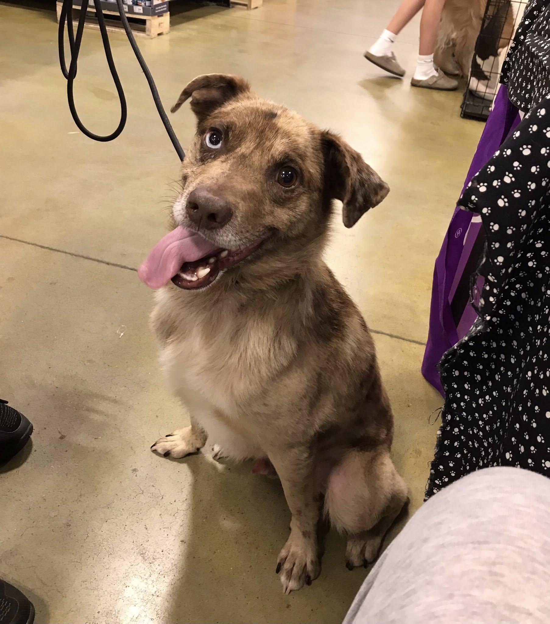 Koda, a Adoptable mixed breed in Olive Branch, MS image 5/5