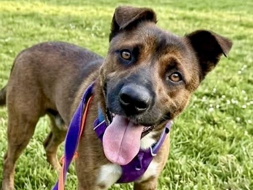 JASON, Adoptable, Young Male German Shepherd Dog & Mixed Breed.