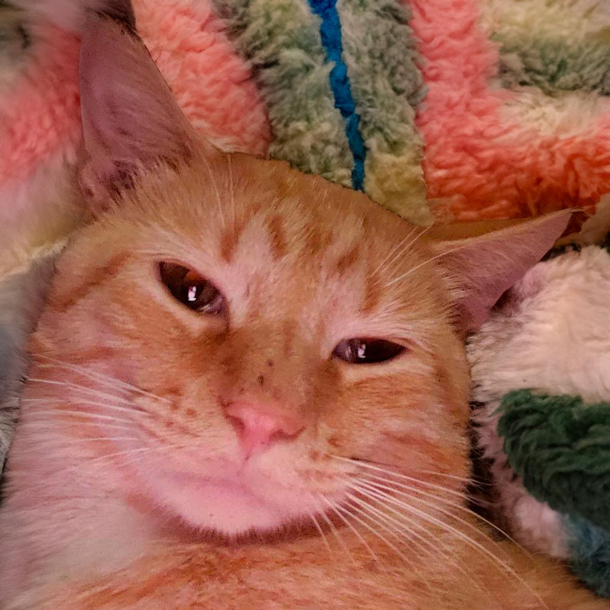 Tommy McLin, a Adoptable mixed breed in Somerset, KY image 1/2