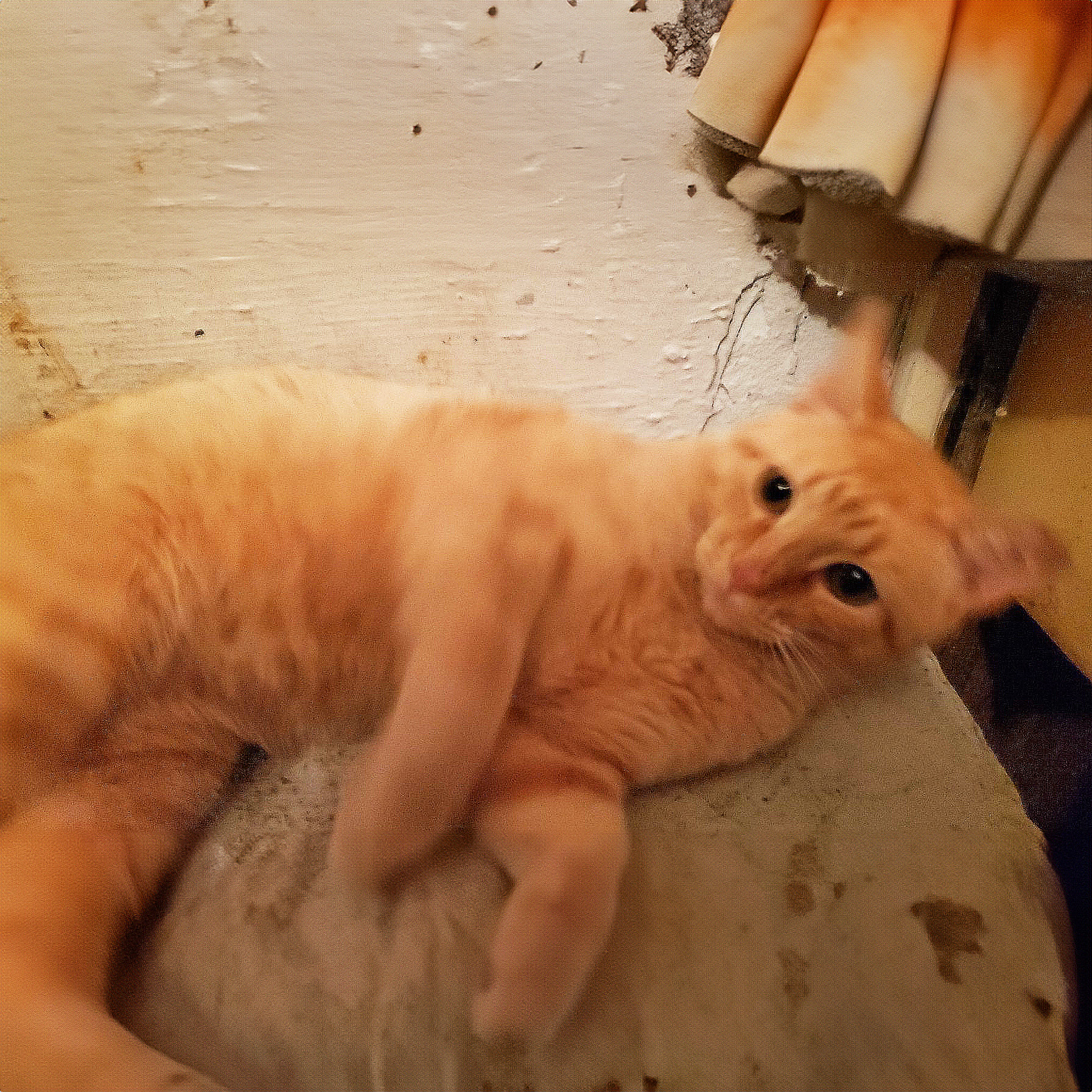 Tommy McLin, a Adoptable mixed breed in Somerset, KY image 2/2