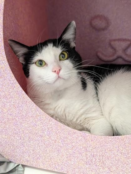 Odin, Adoptable, Adult Male Domestic Short Hair & Domestic Short Hair.