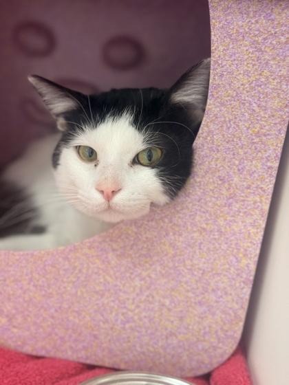 Odin, Adoptable, Adult Male Domestic Short Hair & Domestic Short Hair.