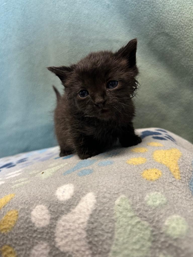 Juice, Adoptable, Kitten Male Domestic Short Hair.