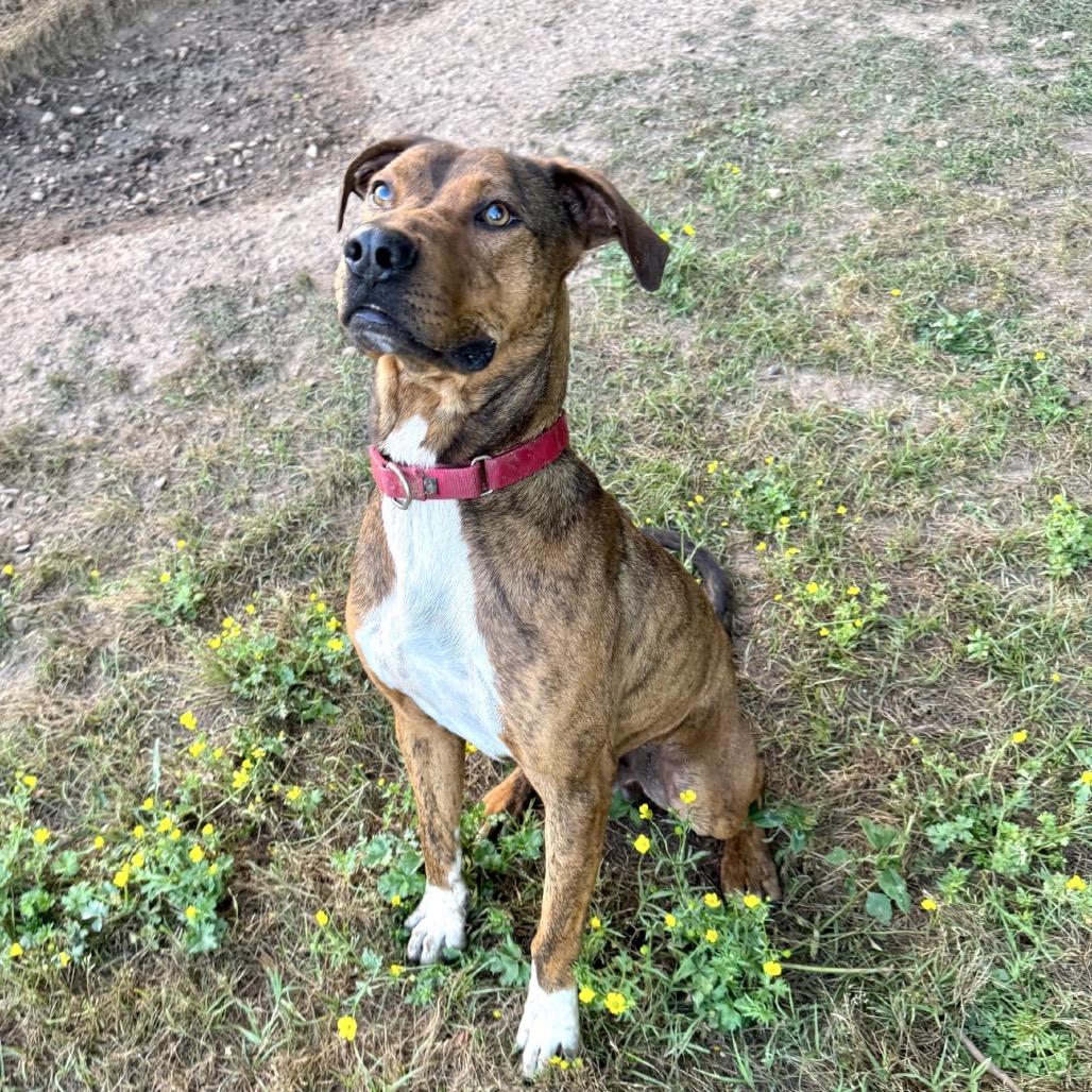 Enlarge Griffin, a Adoptable Mixed Breed in Natchitoches, LA image 2/3