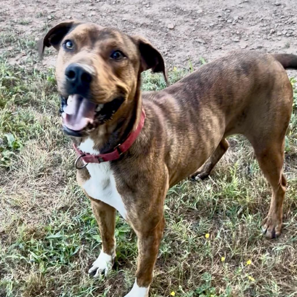 Enlarge Griffin, a Adoptable Mixed Breed in Natchitoches, LA image 3/3