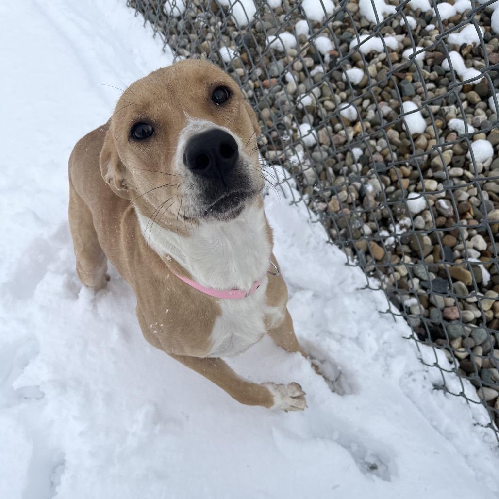 Enlarge Maeve, a Adoptable Mixed Breed in Bristol, IN image 1/6