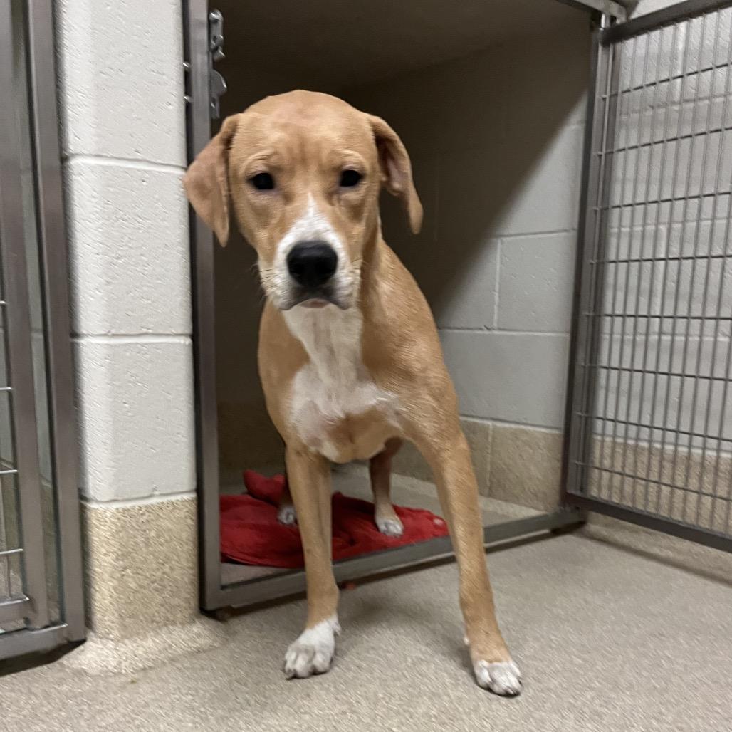 Enlarge Maeve, a Adoptable Mixed Breed in Bristol, IN image 2/6