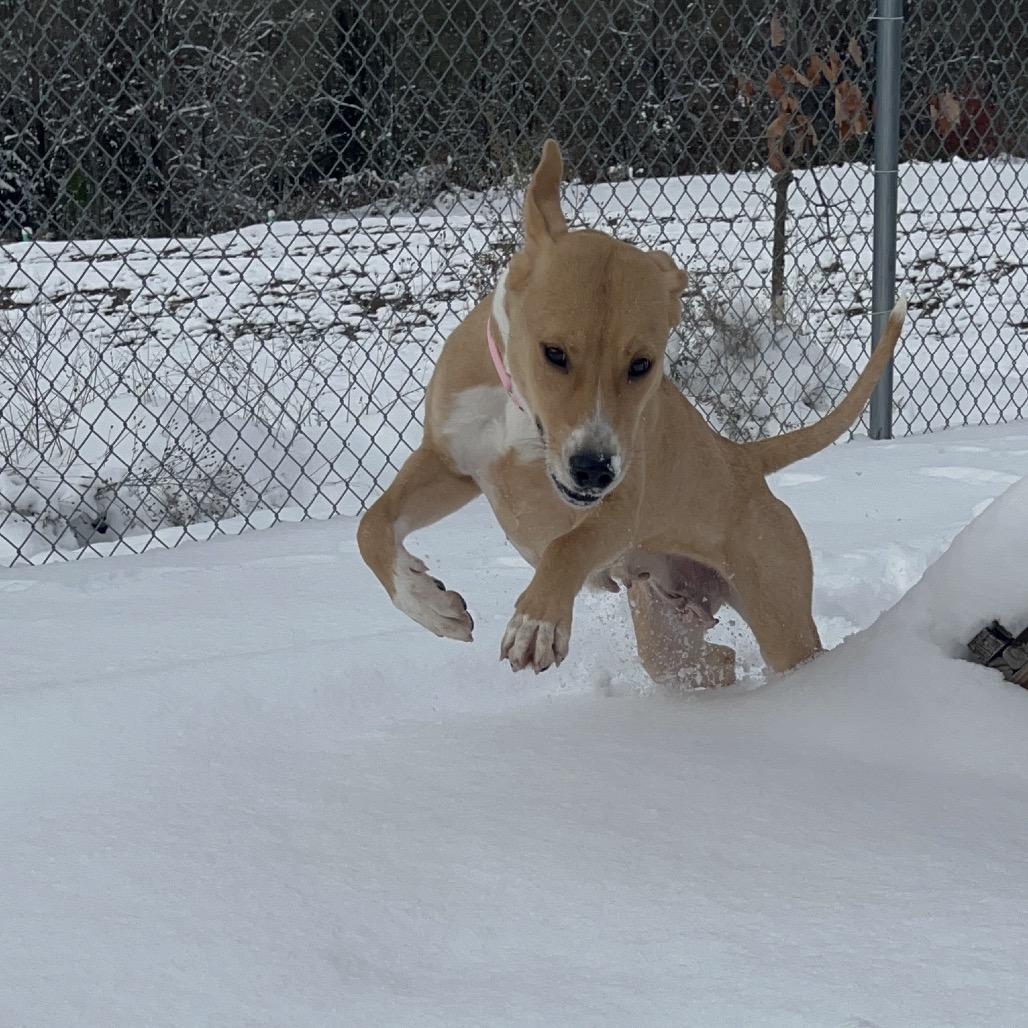 Enlarge Maeve, a Adoptable Mixed Breed in Bristol, IN image 3/6