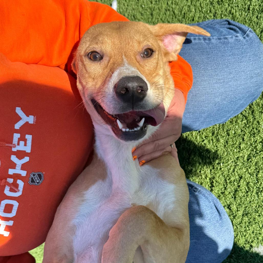 Enlarge Maeve, a Adoptable Mixed Breed in Bristol, IN image 4/6