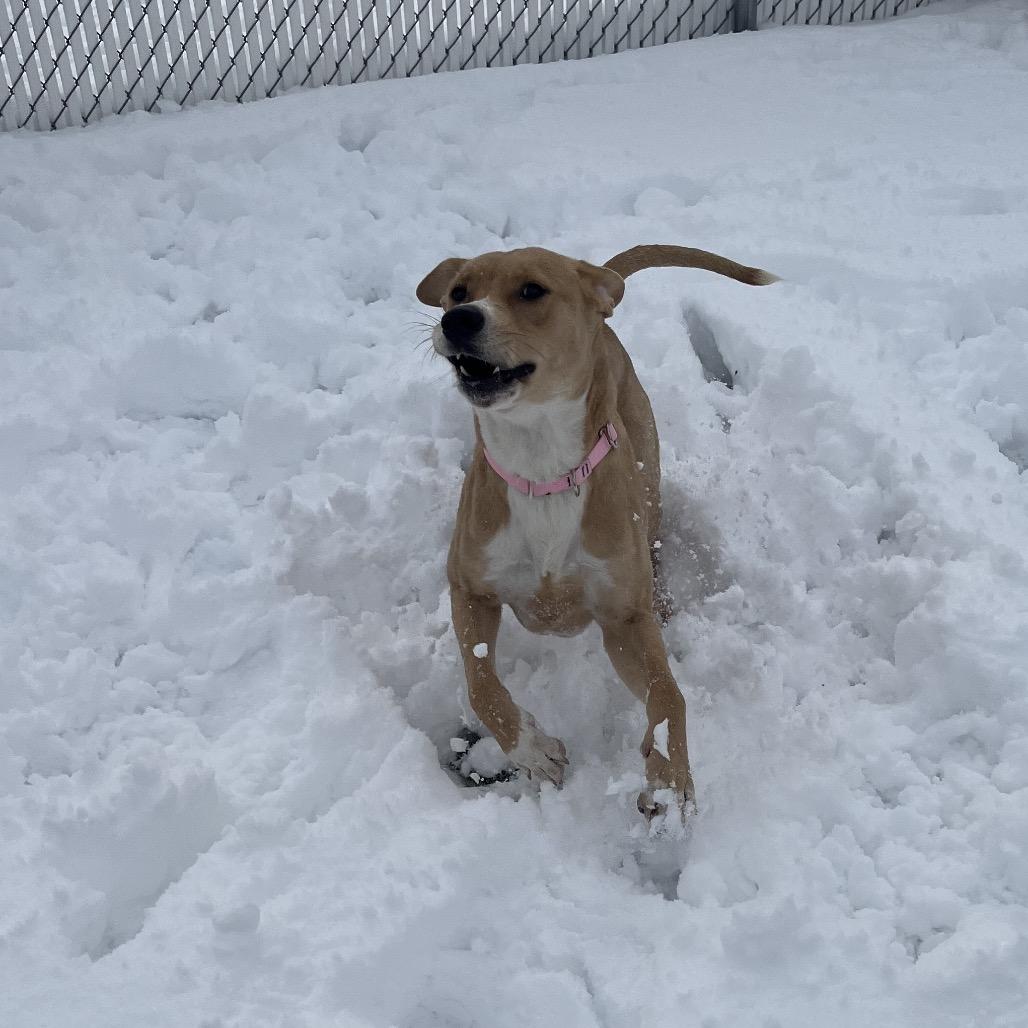 Enlarge Maeve, a Adoptable Mixed Breed in Bristol, IN image 5/6