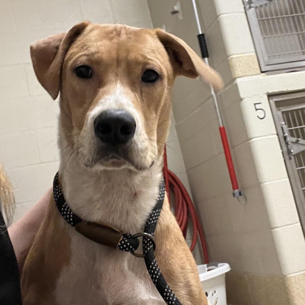 Enlarge Maeve, a Adoptable Mixed Breed in Bristol, IN image 6/6