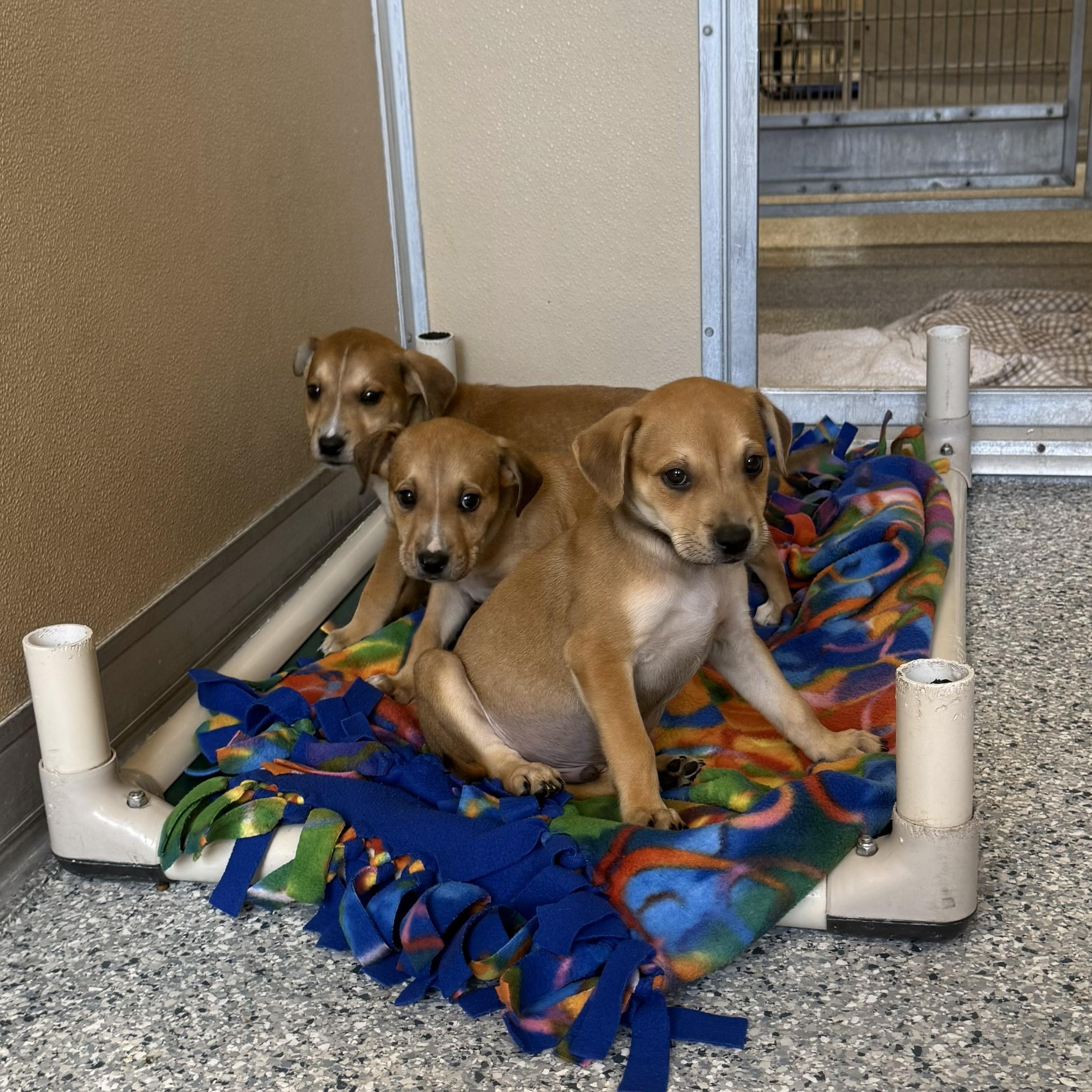 Enlarge Nova, an adopted Mixed Breed in St. Augustine, FL image 2/2