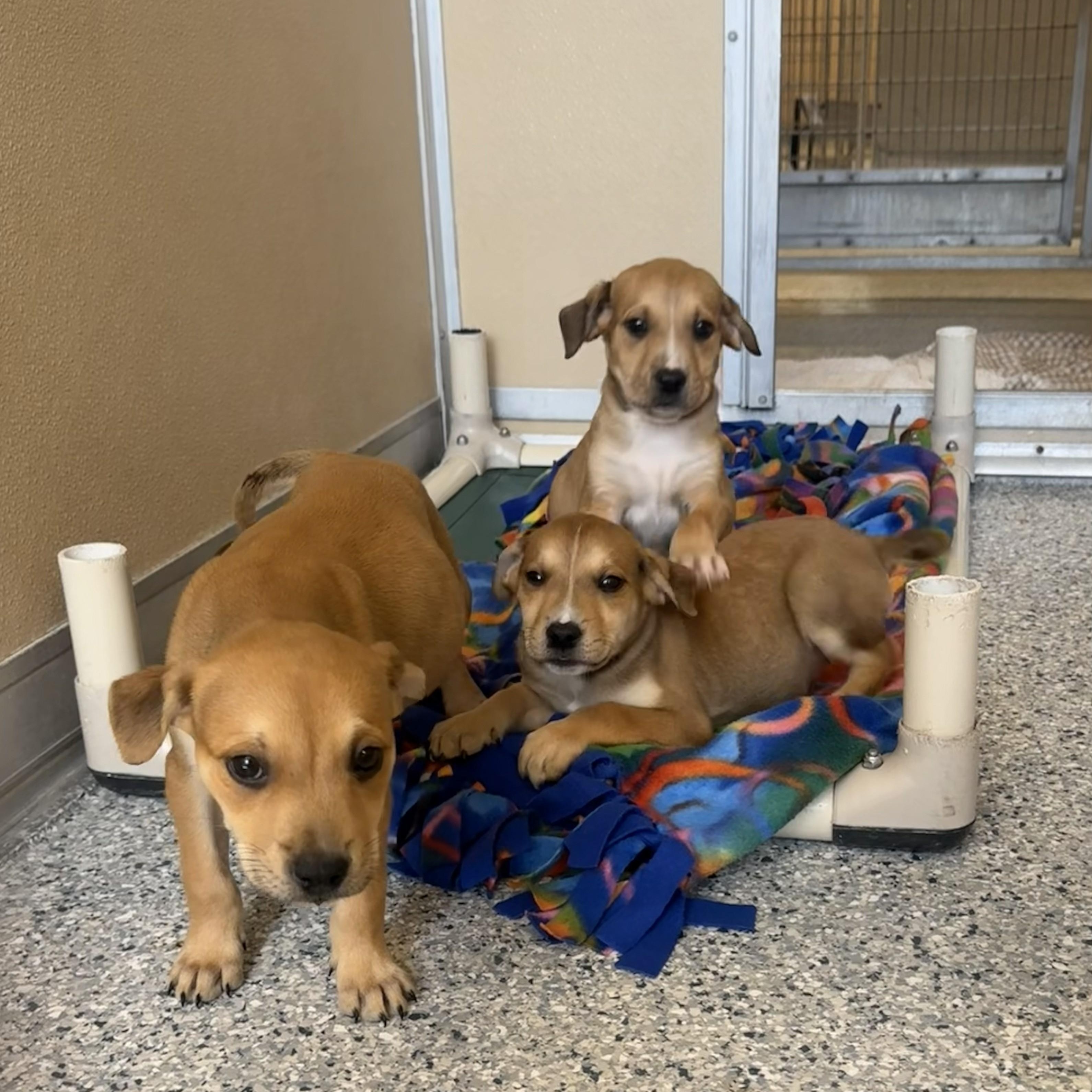 Enlarge Nova, an adopted Mixed Breed in St. Augustine, FL image 1/2