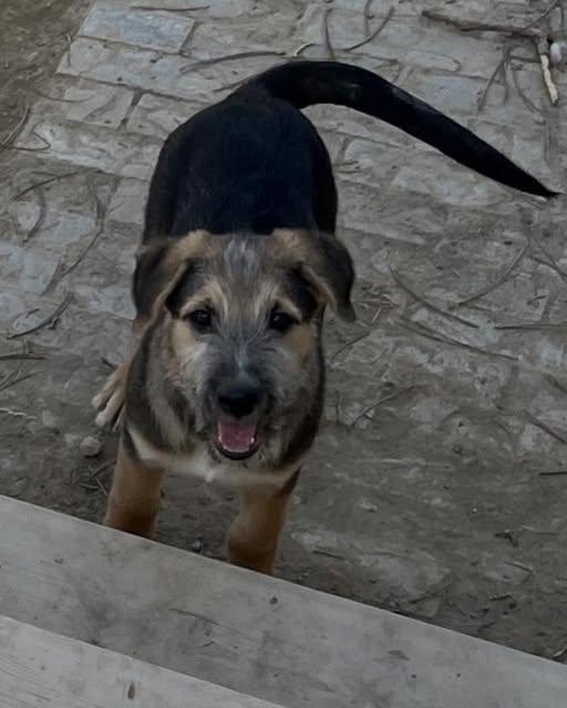 Forest, Adopted, Young Male German Shepherd Dog.
