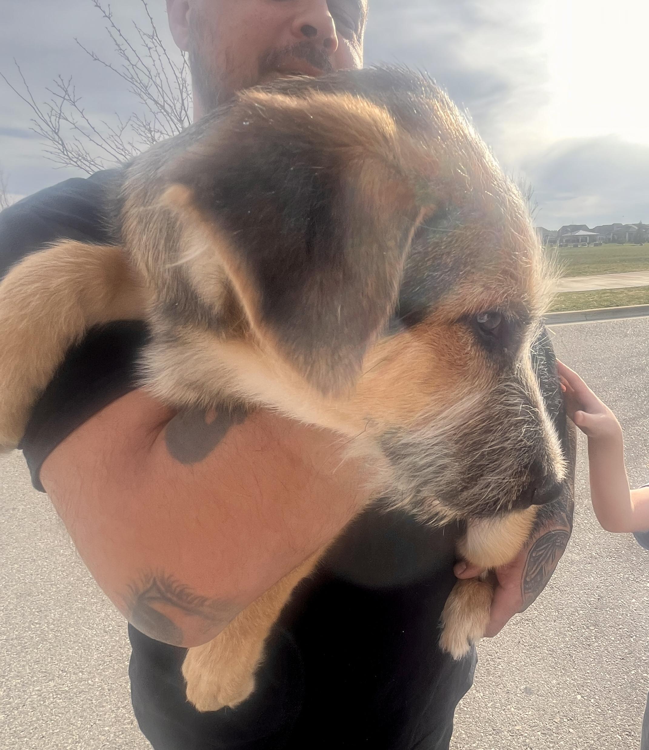 Enlarge Forest, a Adopted German Shepherd Dog in Jerome, ID image 2/6