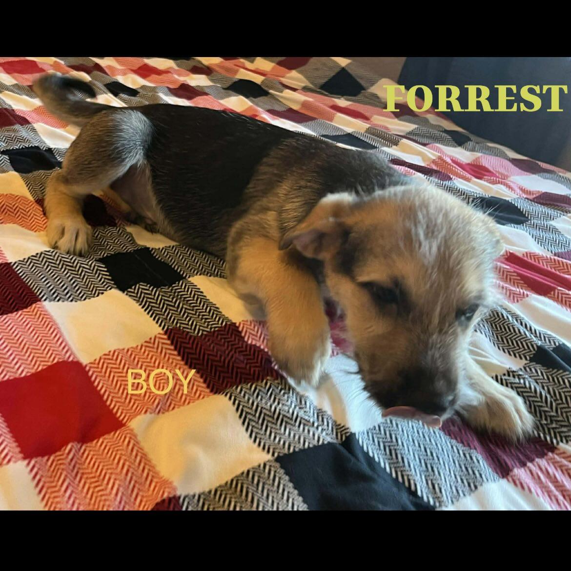 Enlarge Forest, a Adopted German Shepherd Dog in Jerome, ID image 4/6