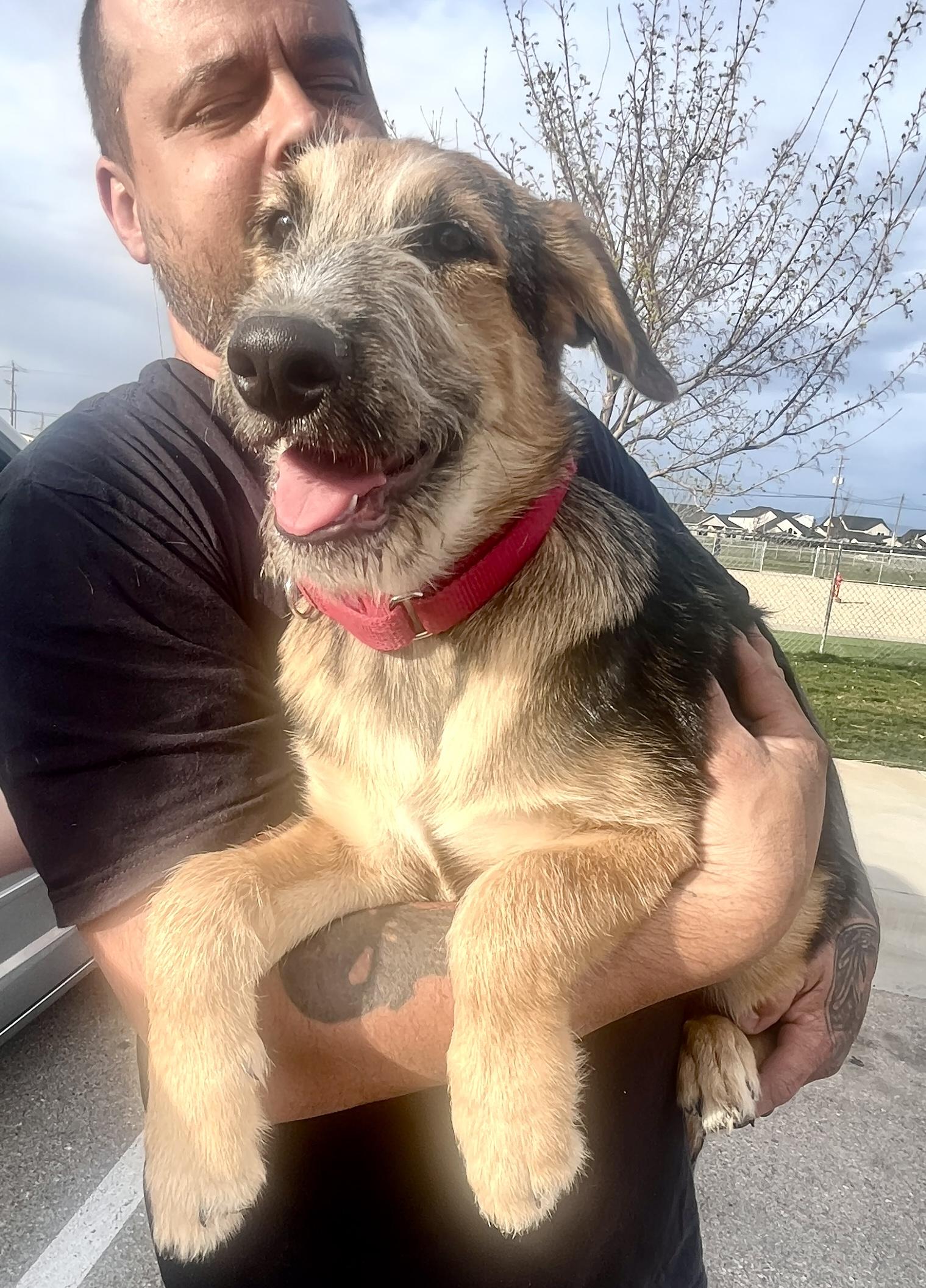 Enlarge Forest, a Adopted German Shepherd Dog in Jerome, ID image 5/6