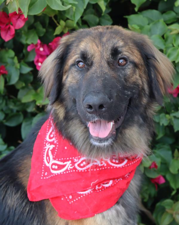 Brody von Baiern, adopted, Young Male German Shepherd Dog.