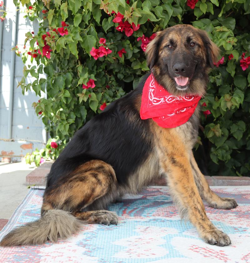 Enlarge Brody von Baiern, an adopted mixed breed in Los Angeles, CA image 3/5