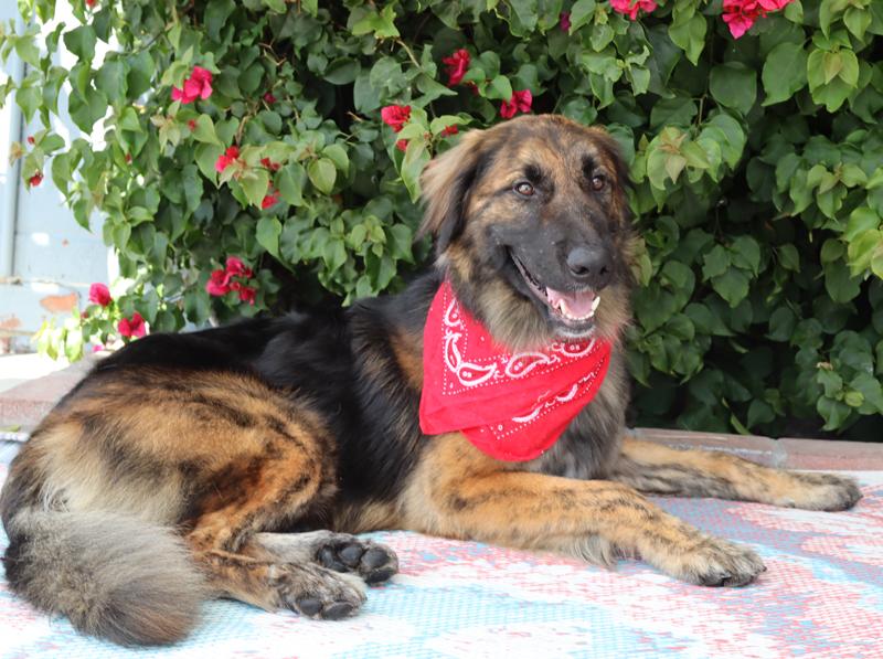 Enlarge Brody von Baiern, an adopted mixed breed in Los Angeles, CA image 4/5